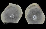 Rare, Fossil Horseshoe Crab (Euproops) Pos/Neg - Mazon Creek, Illinois #68936-1